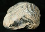 Bargain Enrolled Drotops Trilobite - / Around #17292-3
